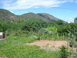 1 year after planting food garden