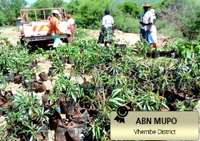 Some of the tree seedlings from Netshidzivhe