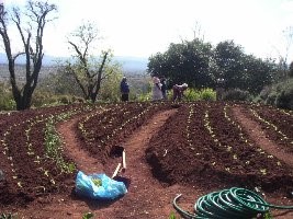 planting seedlings 22007